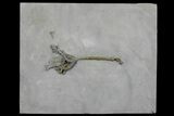 Pyrite Replaced Crinoid (Dendocrinus) - Middleport, New York #175625-1